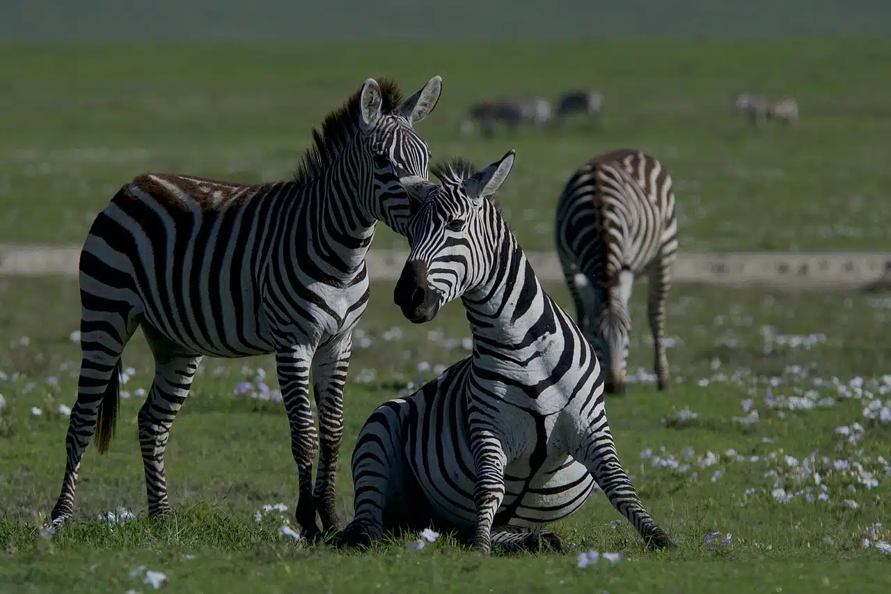 Zebras