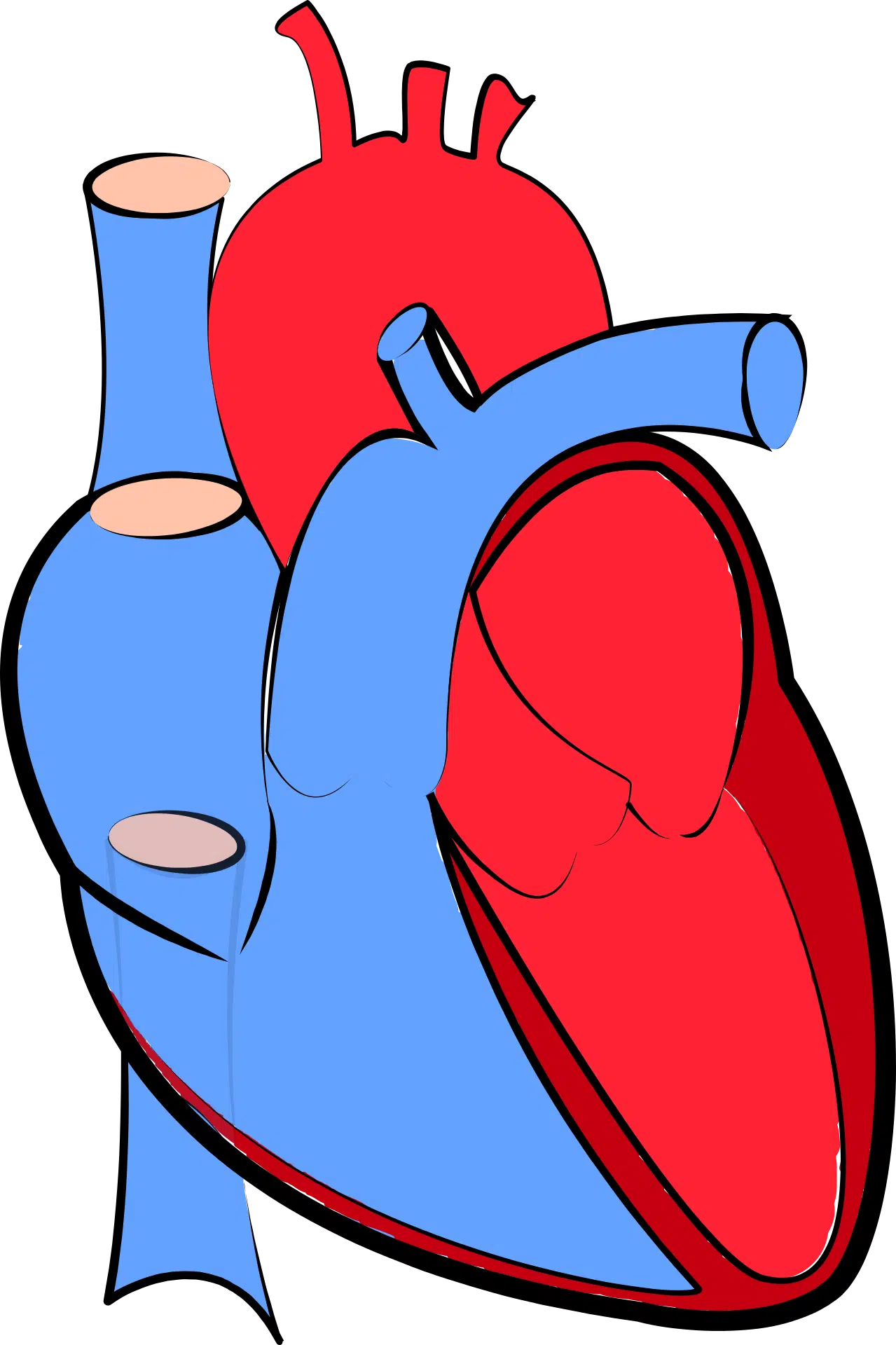 Cardiac muscle