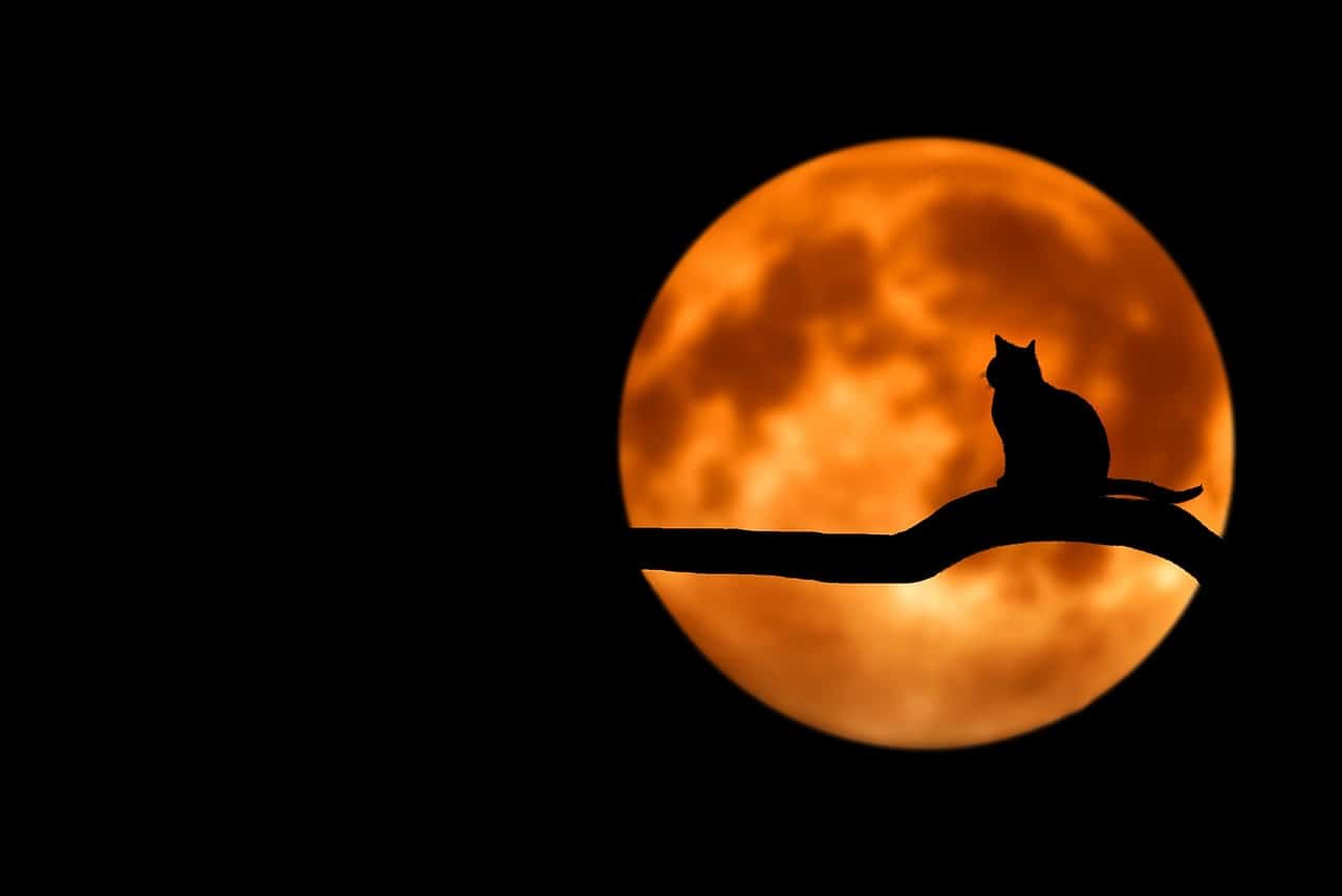 The cat and the moon