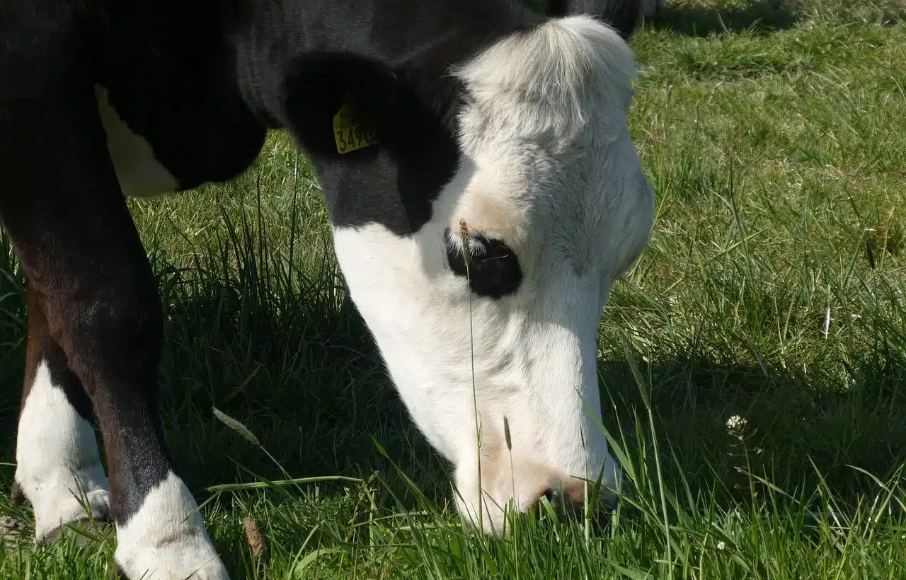 Cow