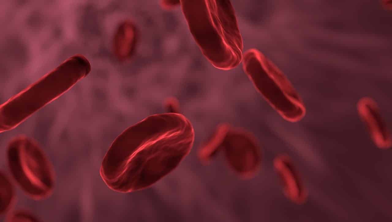 red blood cells