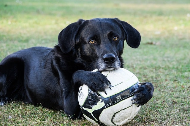 dog with ball