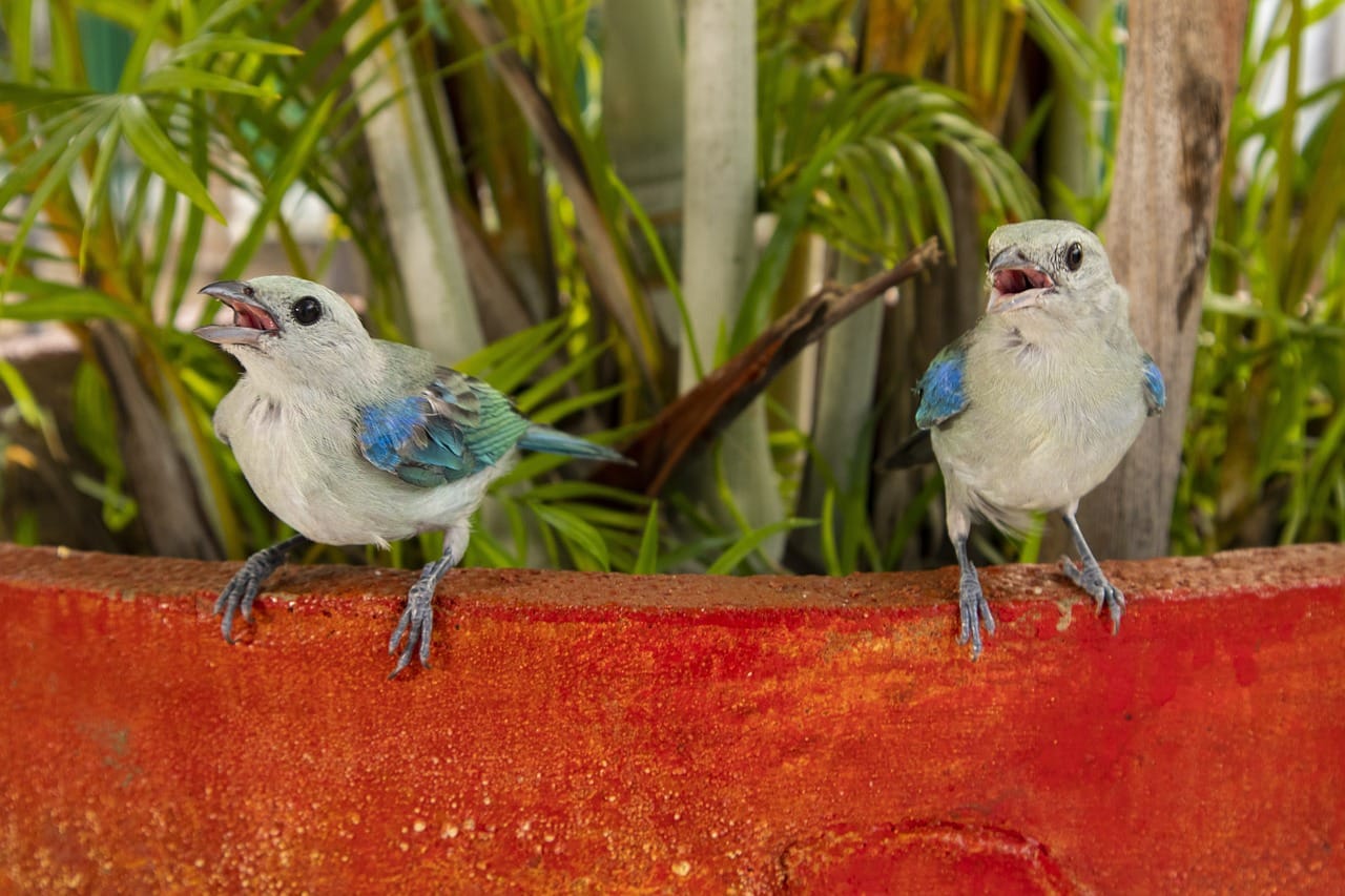 feathered vertebrates