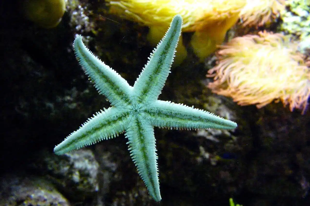 Starfish