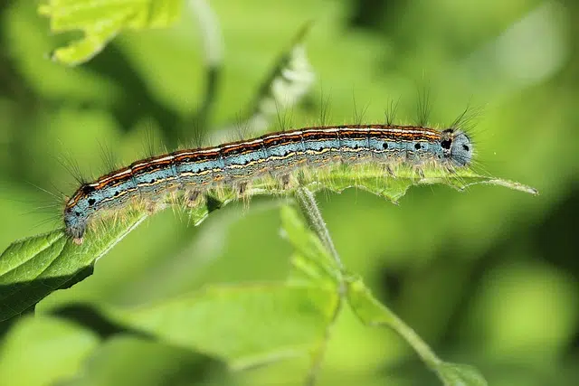 Caterpillar