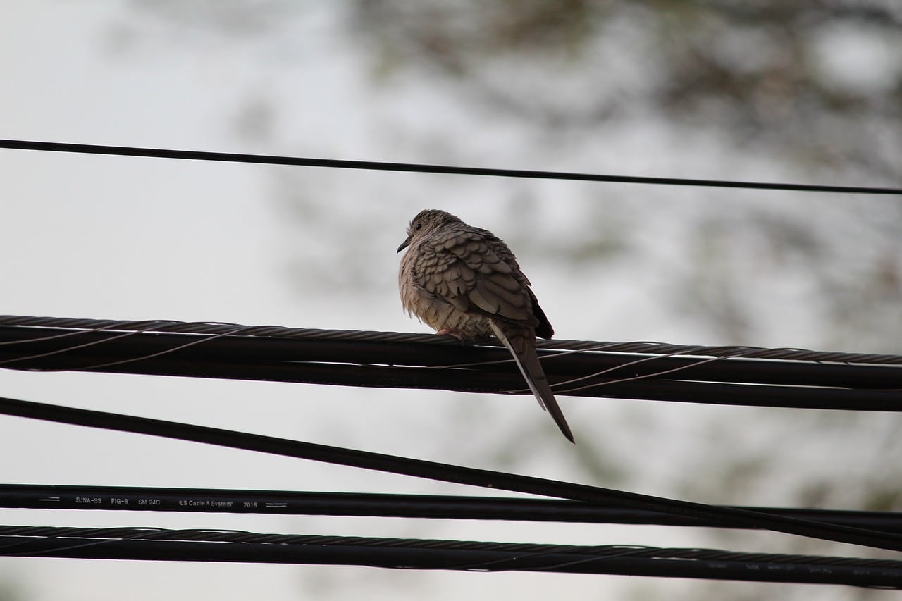 bird on a wire