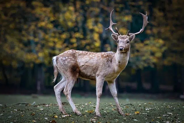 Deer