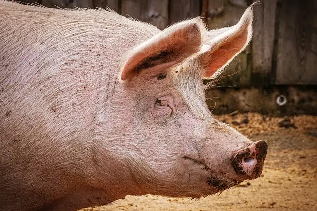 Pig