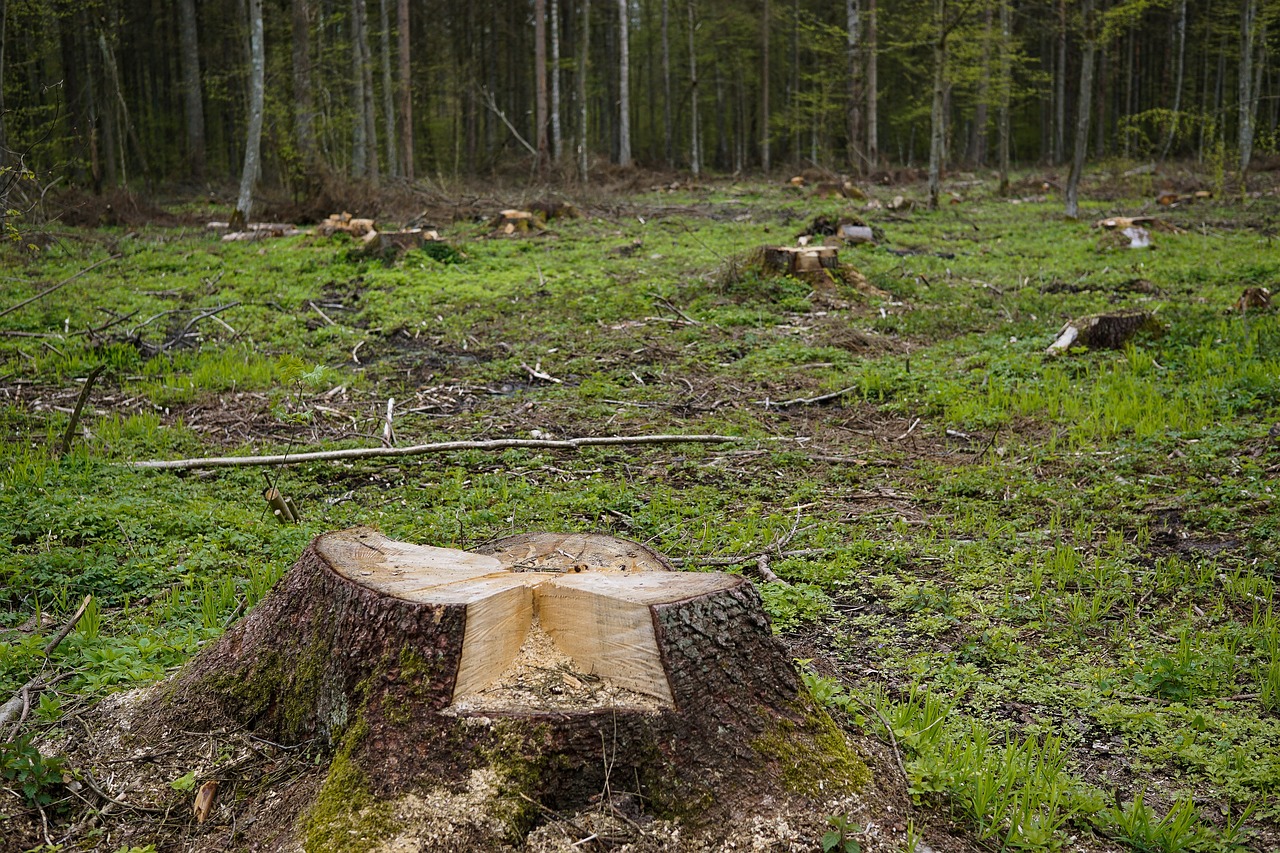 felled tree