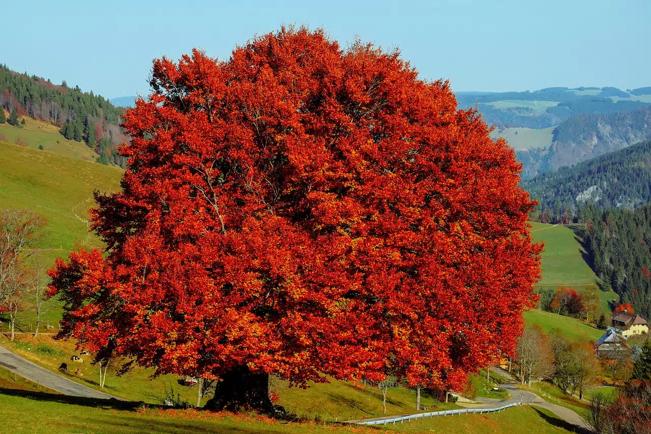 deciduous tree