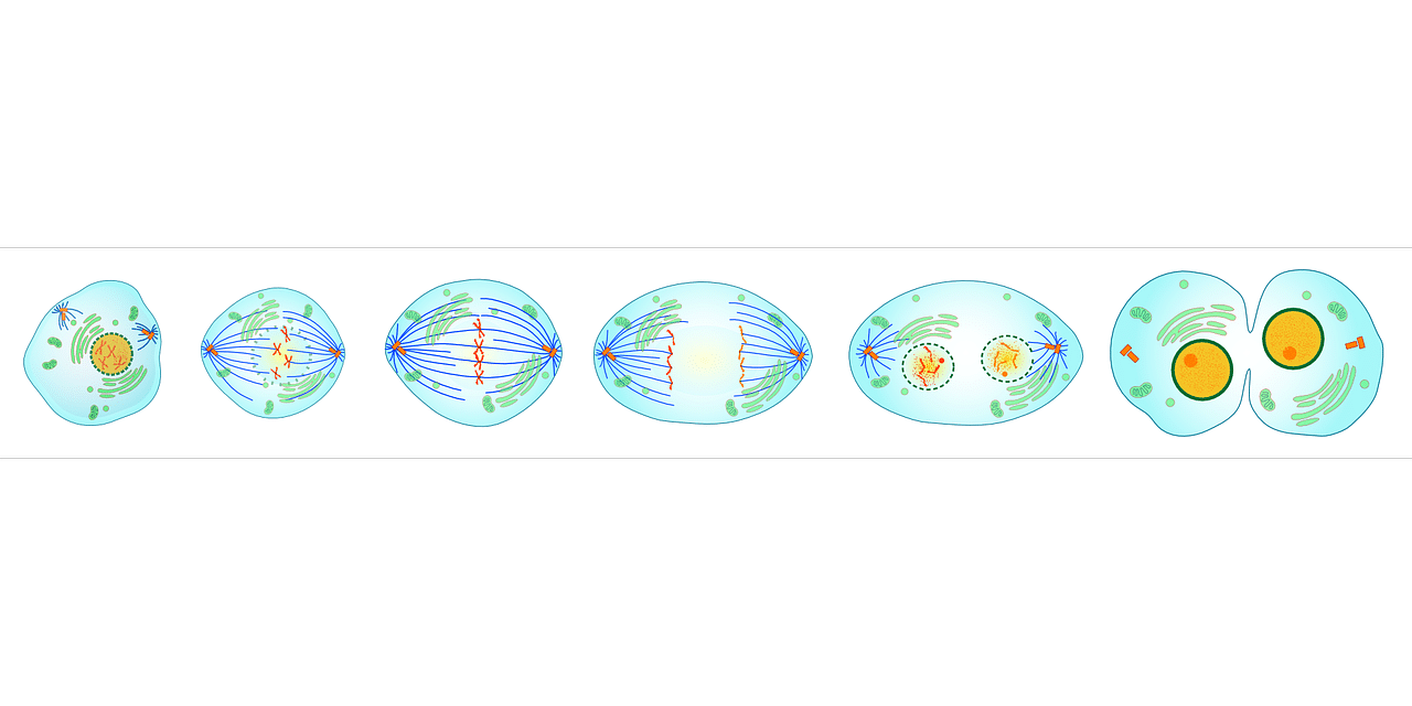 cell division