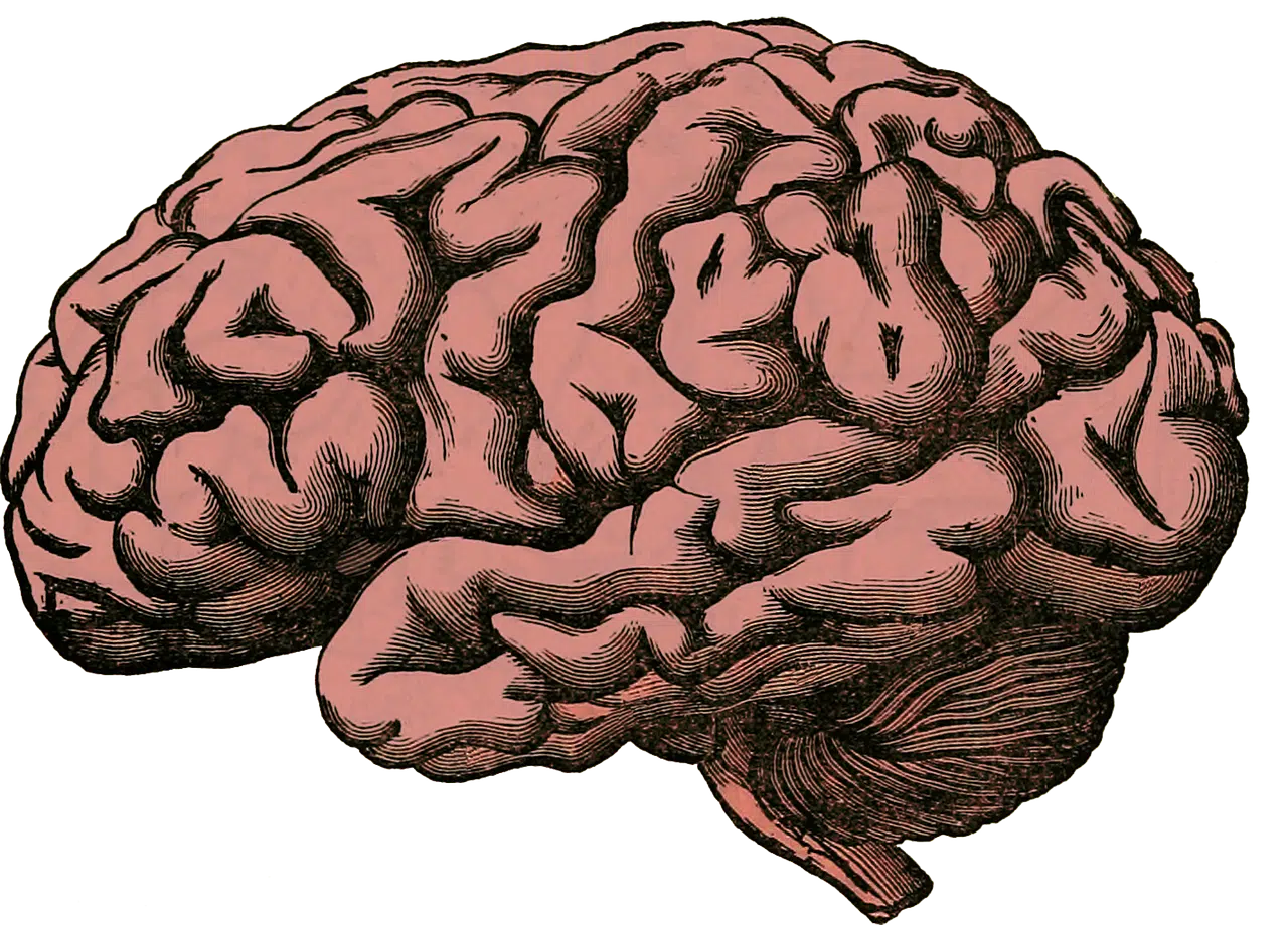 Brain