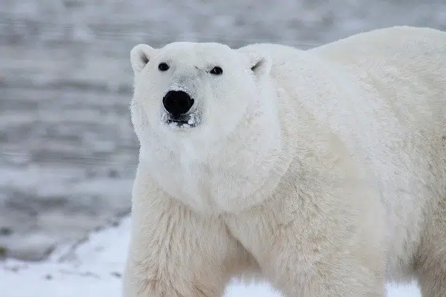 Polar bear