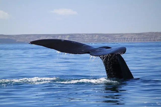 southern right whale