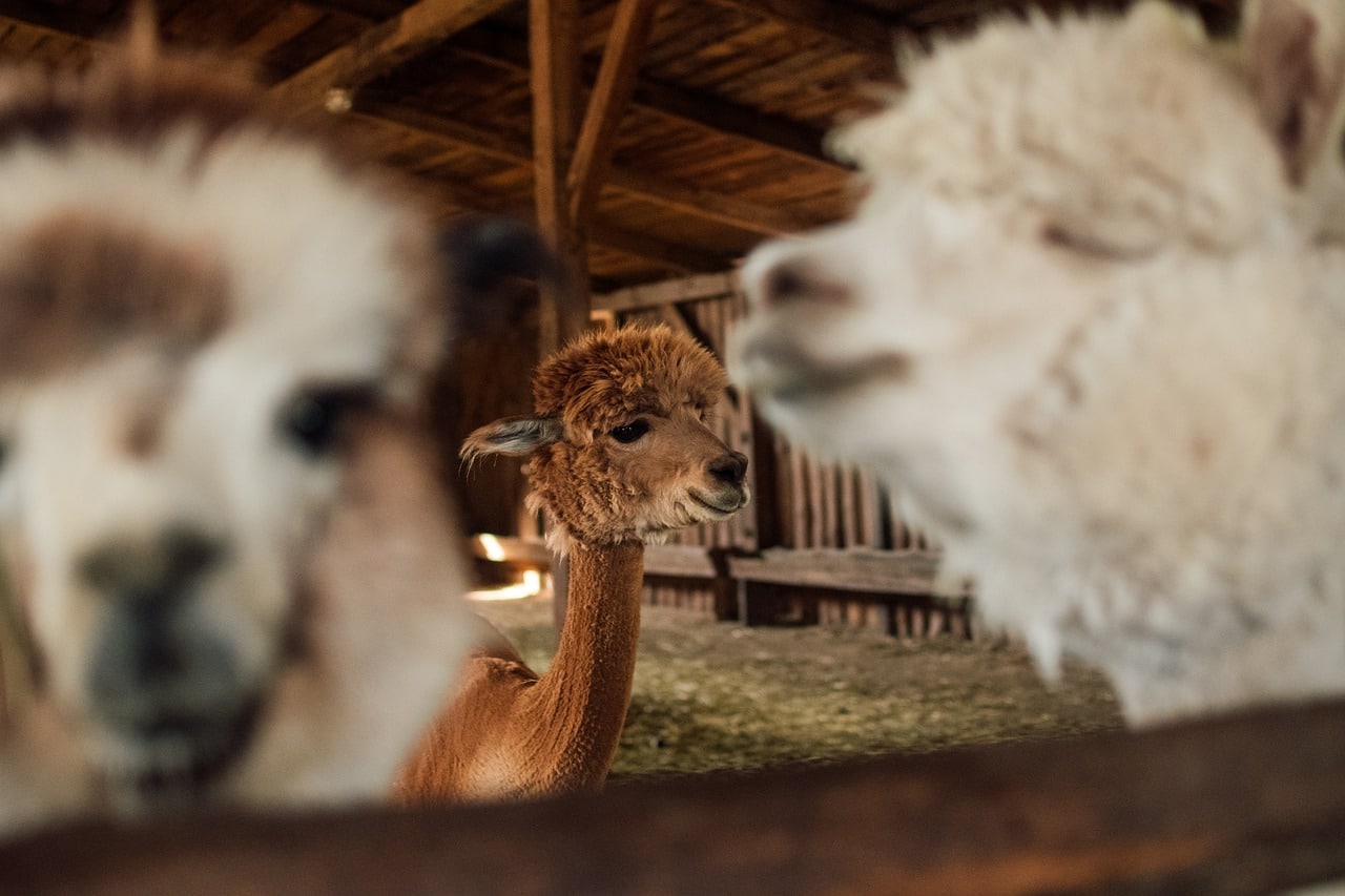 Alpacas