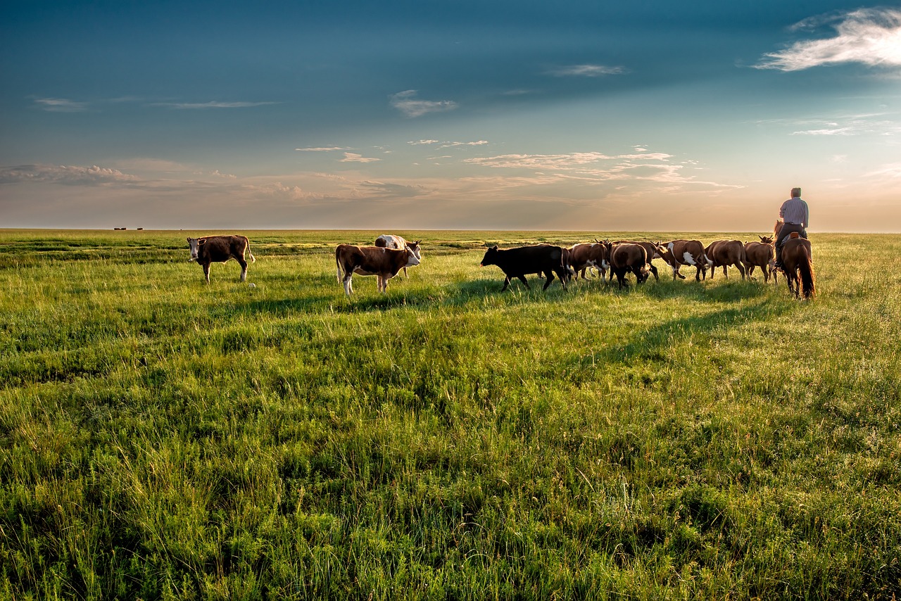 Cattle raising