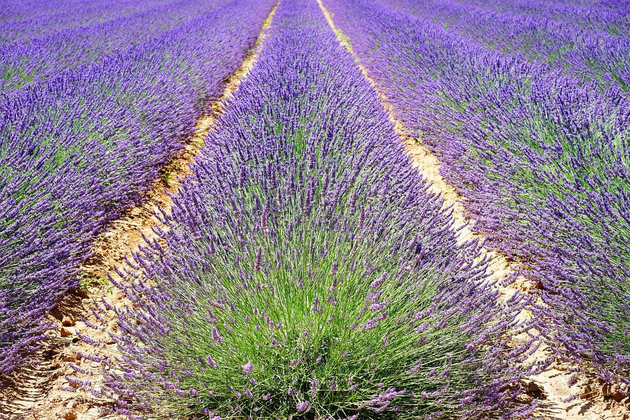 Lavender