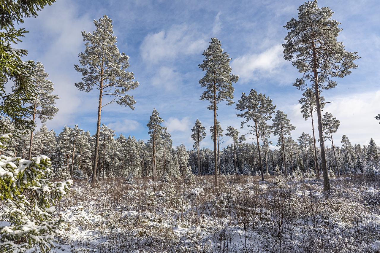 conifers