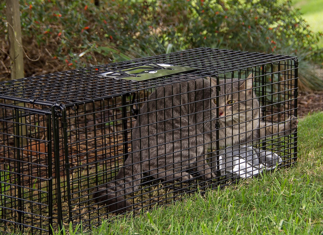 locked cat