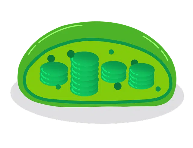 Eukaryote