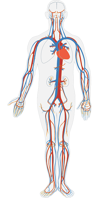 circulatory system