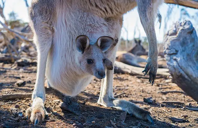 Marsupial