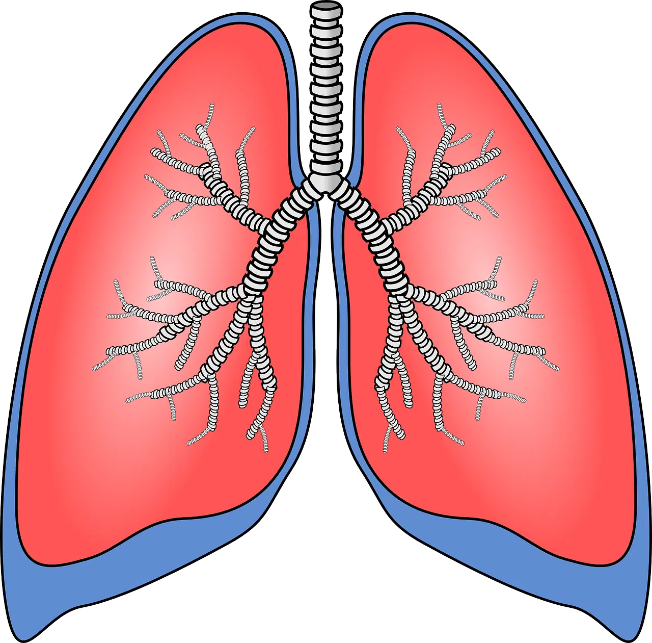 respiratory system