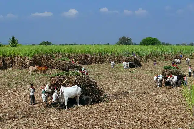 Sugarcane