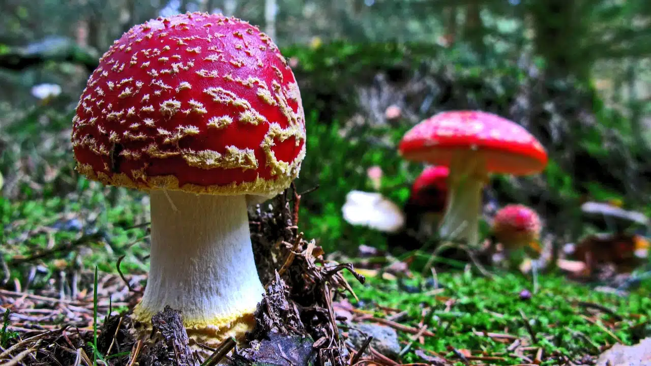 poisonous mushrooms