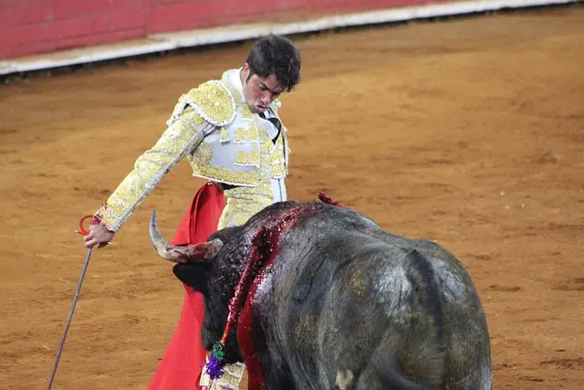 bullfights