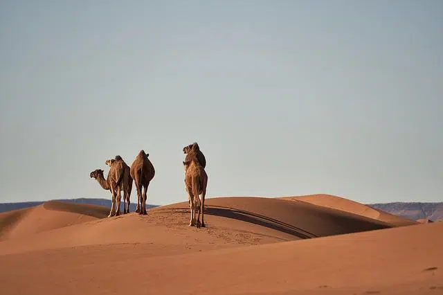 Camels