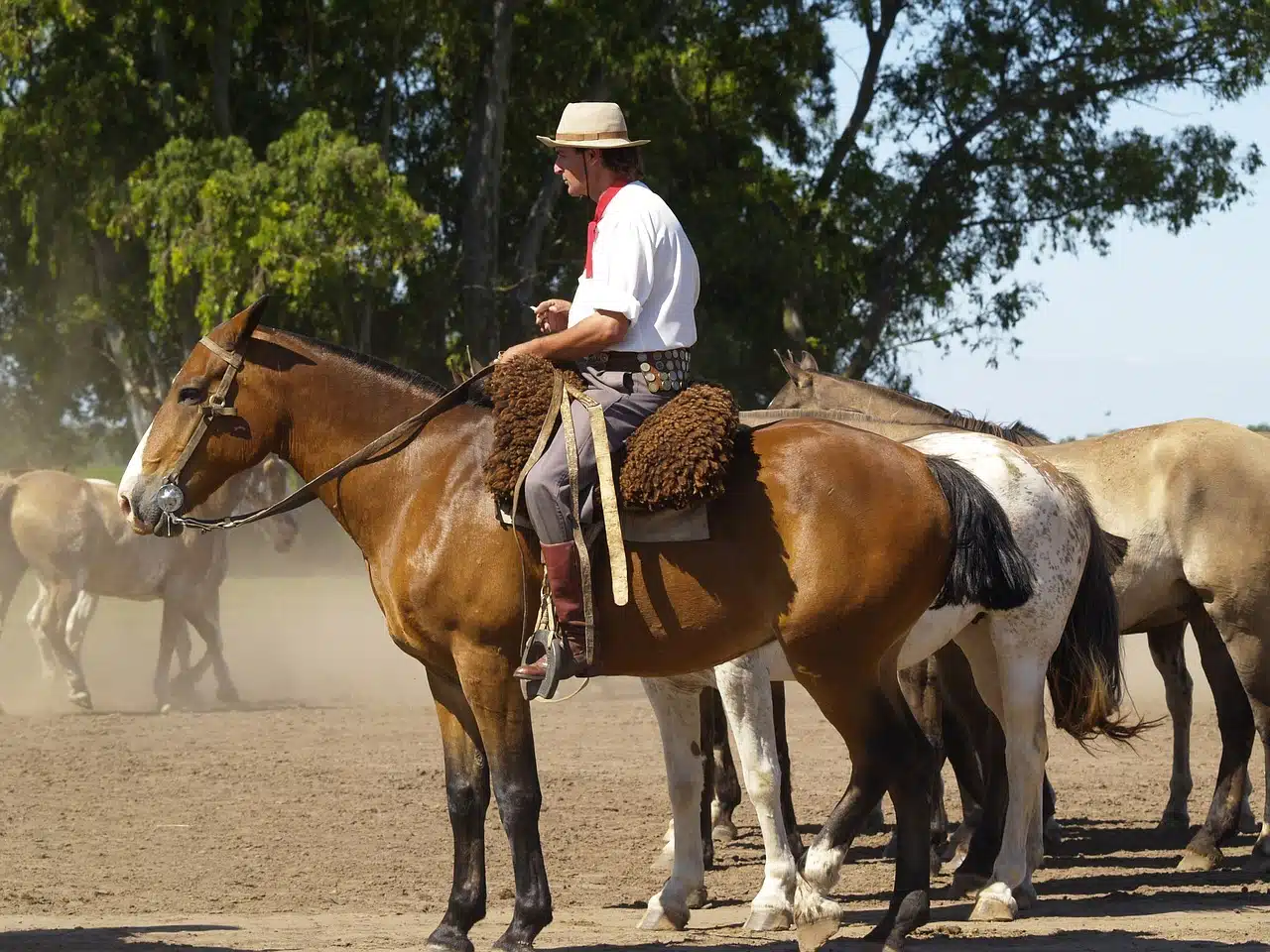 Horses