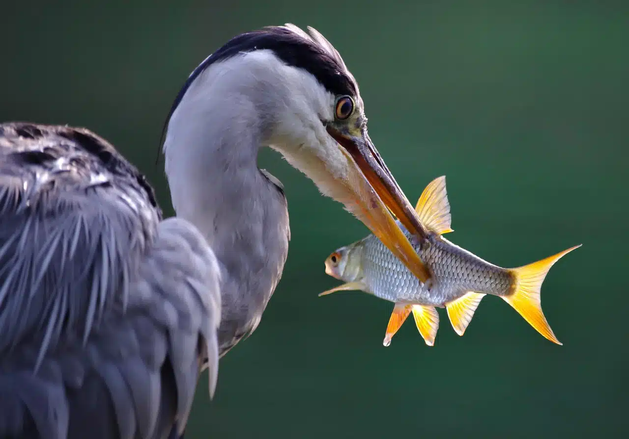 bird and fish