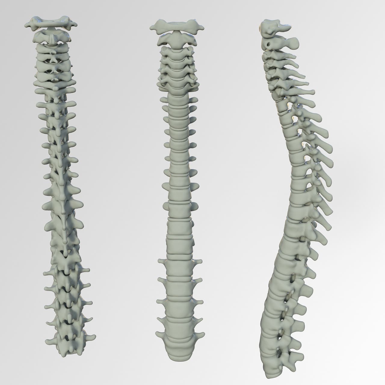 skeletal axis