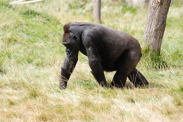 mountain gorilla