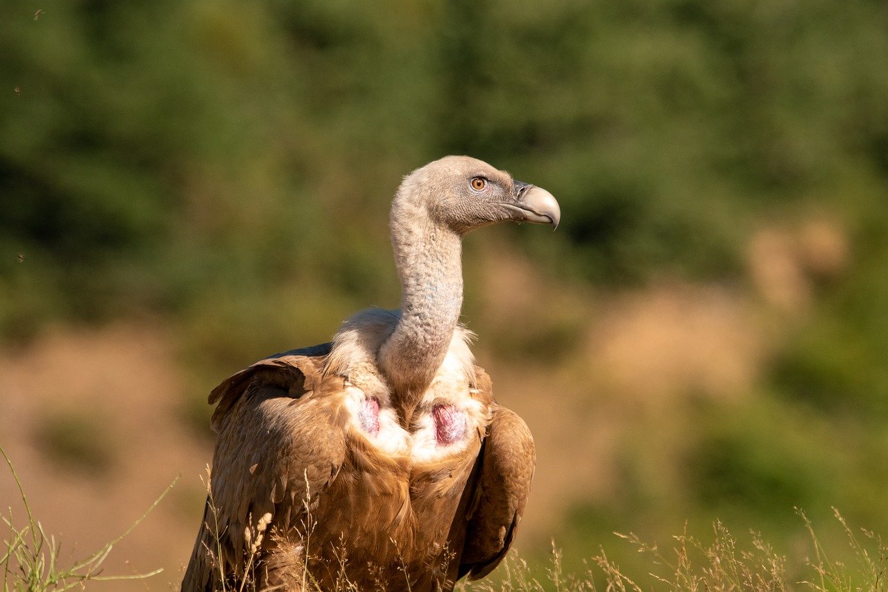 carrion bird