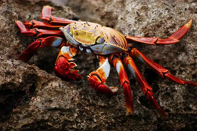 Crab