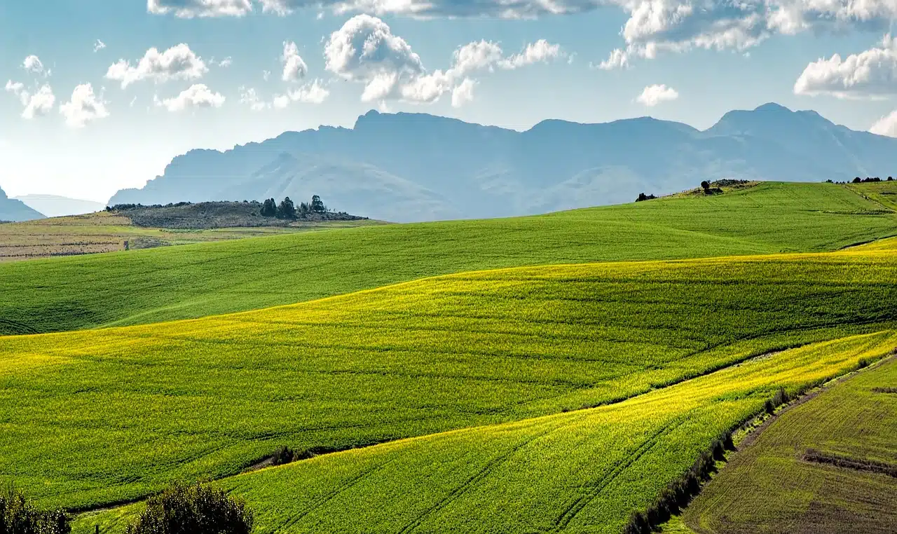 agricultural area