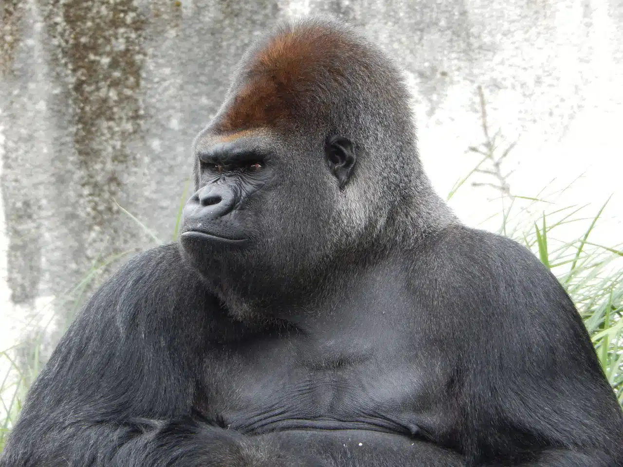 Gorilla