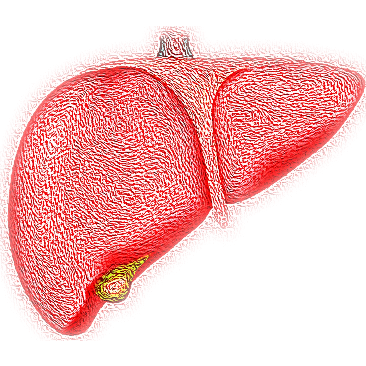 Liver