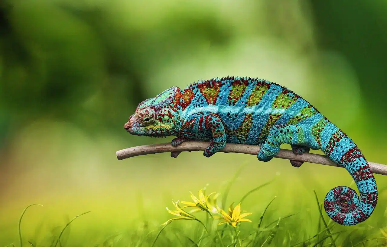 Chameleon