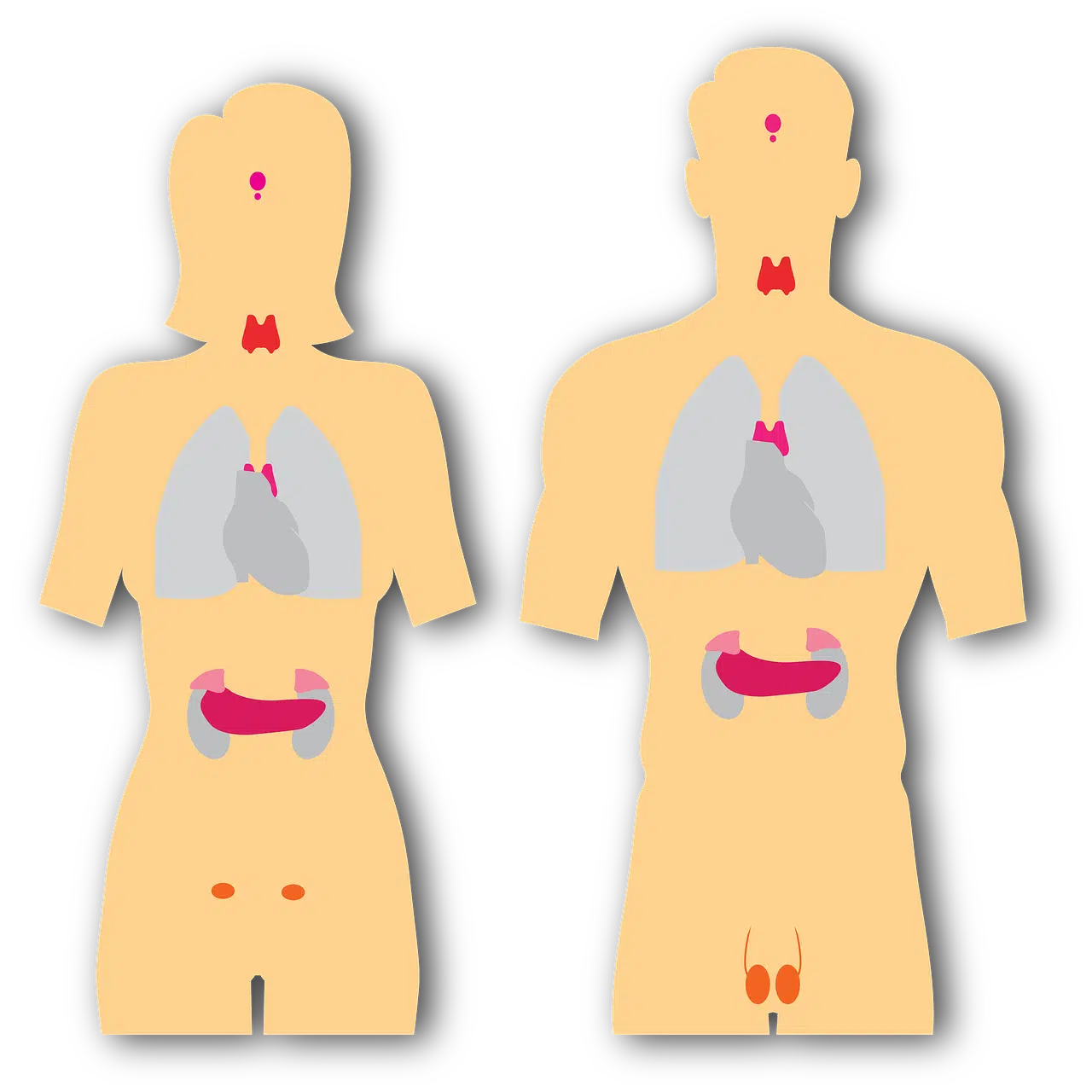 endocrine glands