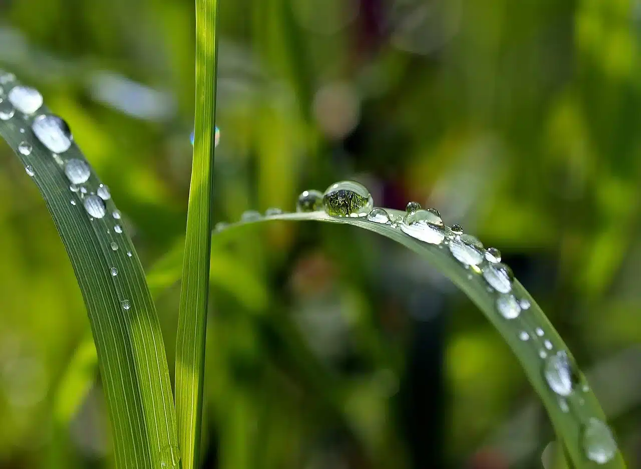 Leaves