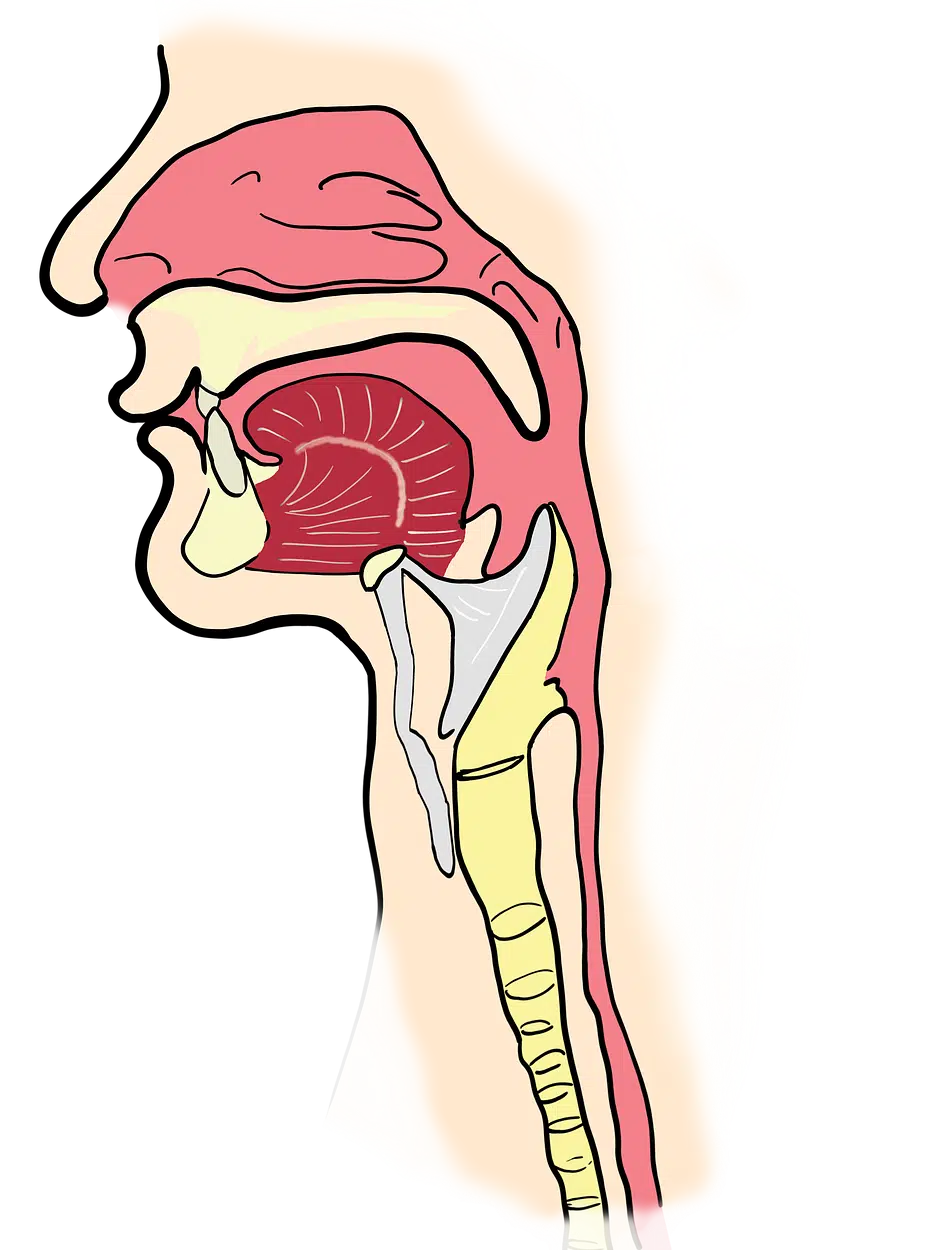 Throat