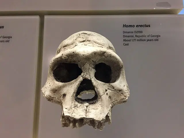 Skull