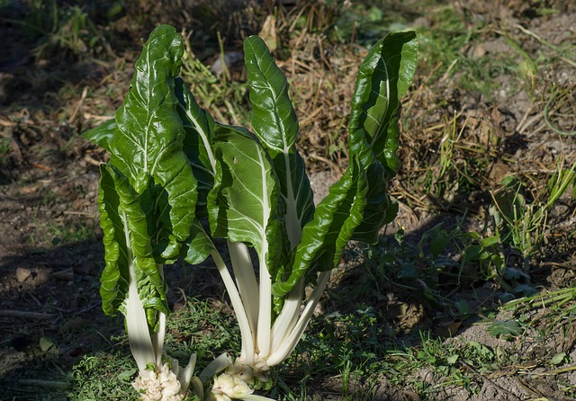 green leaf