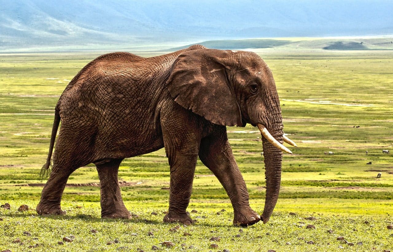 Pachyderm