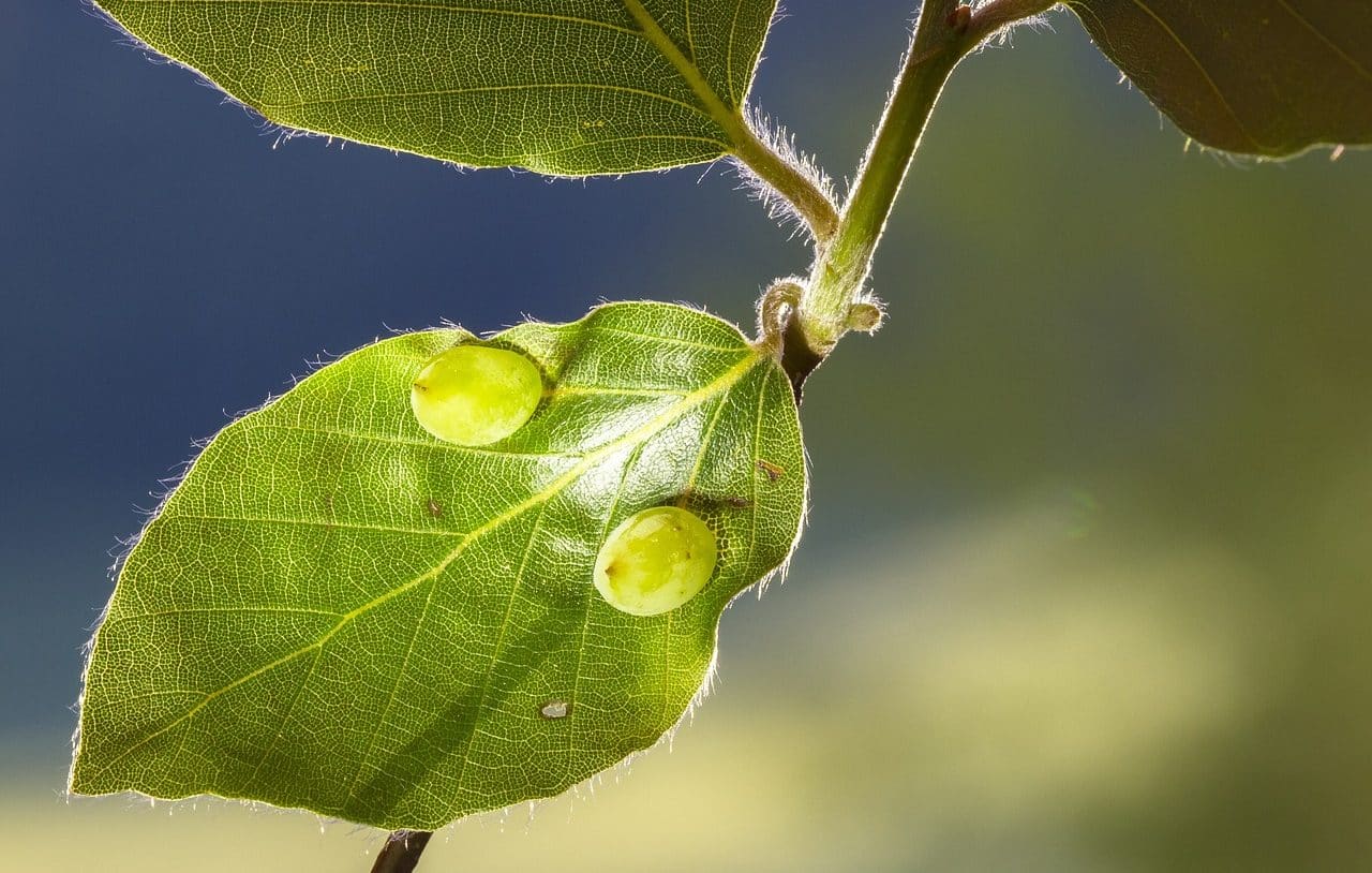 Leaves