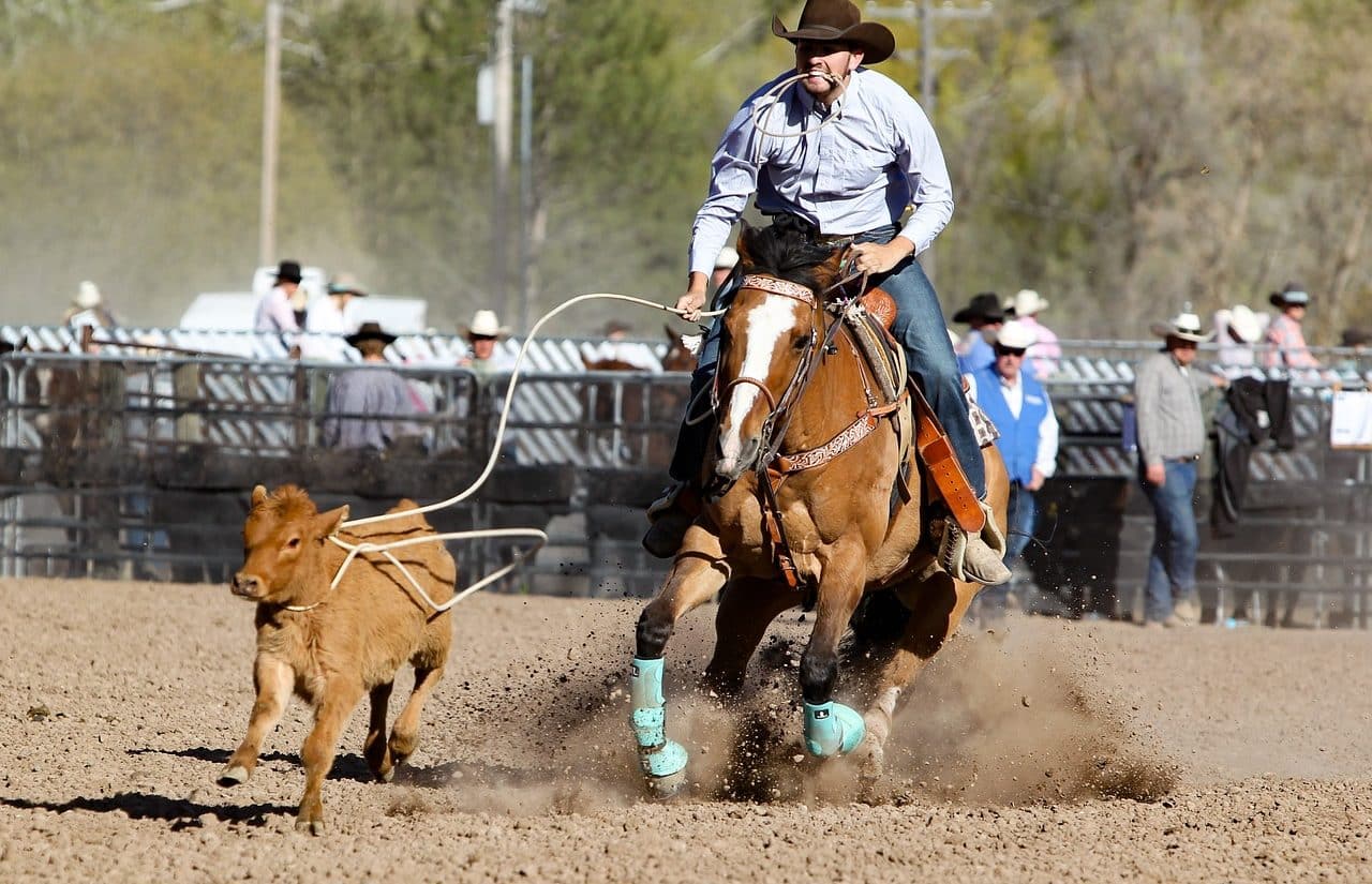 equestrian competition