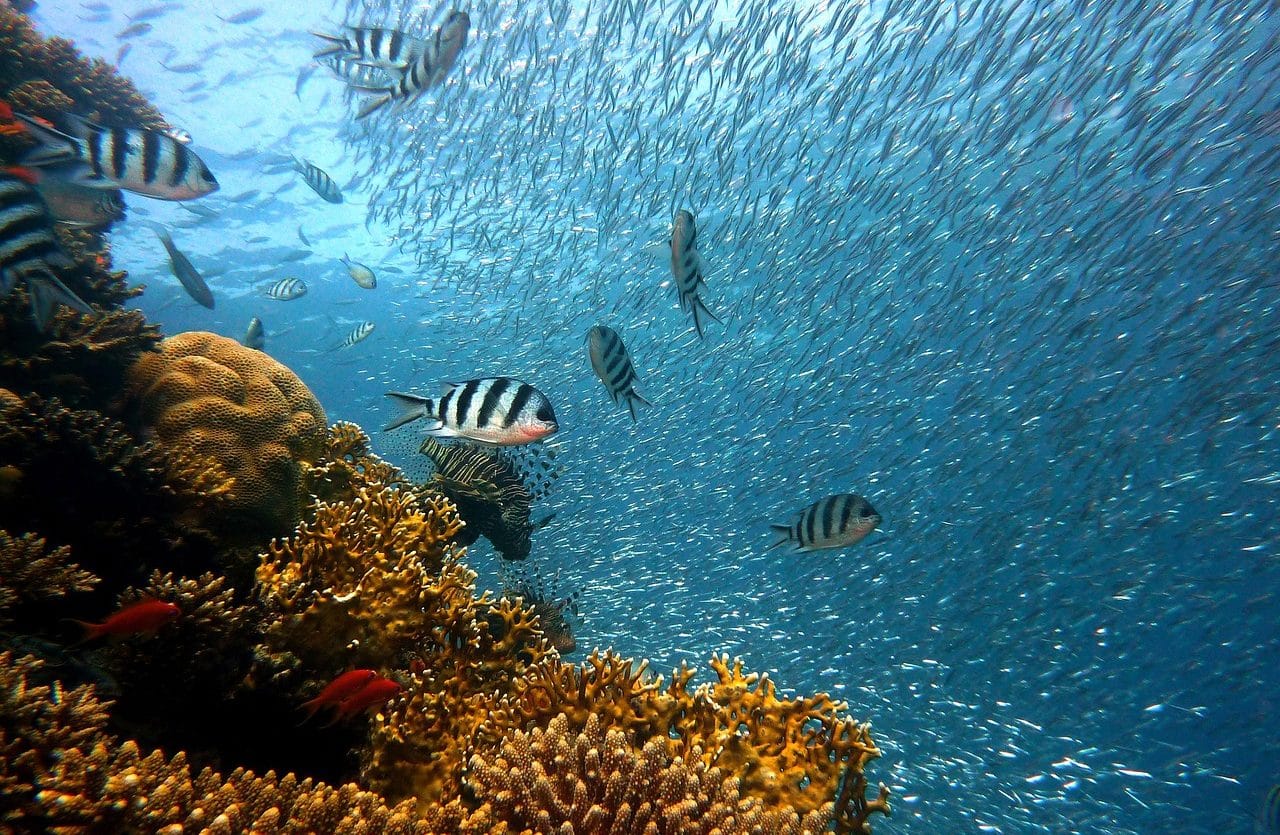 underwater landscape